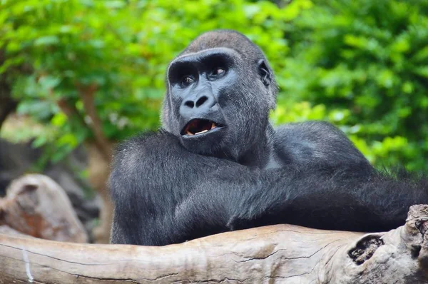 Портрет Шимпанзе Зеленом Лесу — стоковое фото