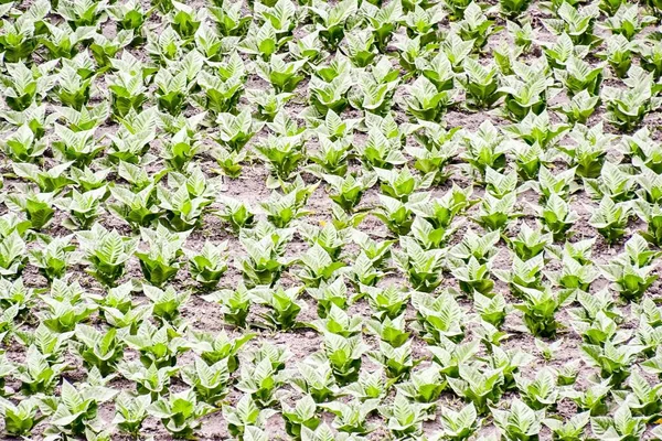 Cropped Image Field Green Plant — Stock Photo, Image