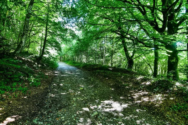 stock image path through the forest, green trees in the woods