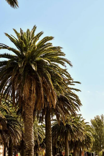 Palm Trees Sunny Day — Stock Photo, Image