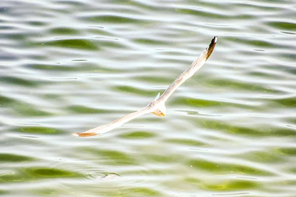 Vogel Fliegt Über Klares Wasser — Stockfoto