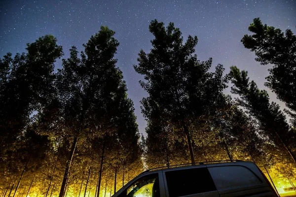 Ciel Étoilé Sur Forêt Nuit — Photo