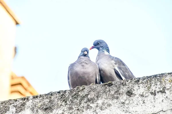Pigeons Roof — Stock Photo, Image