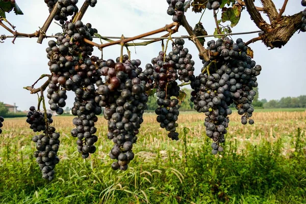 Виноград Лозе — стоковое фото