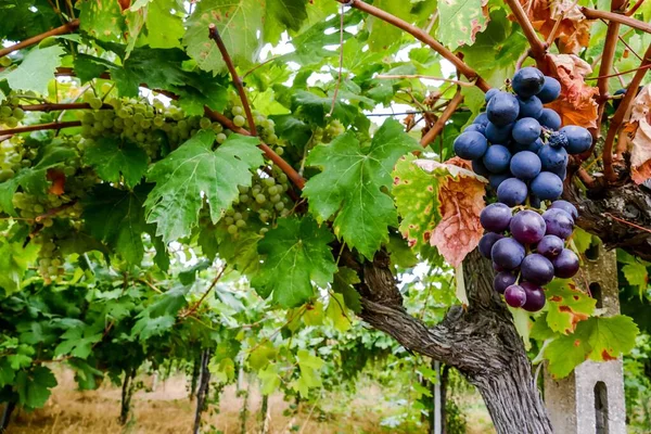 意大利葡萄园中的葡萄 — 图库照片
