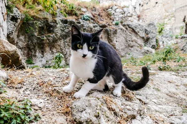 黑白相间的猫坐在石头上 — 图库照片