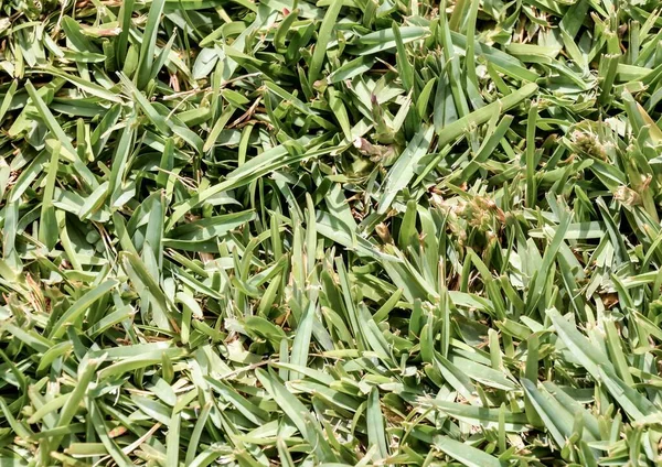 texture of green grass