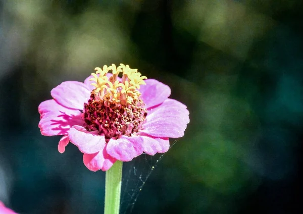 Belles Fleurs Dans Jardin Vue Rapprochée — Photo