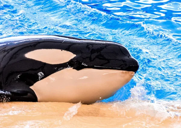Balena Assassina Piscina Con Acqua Blu — Foto Stock