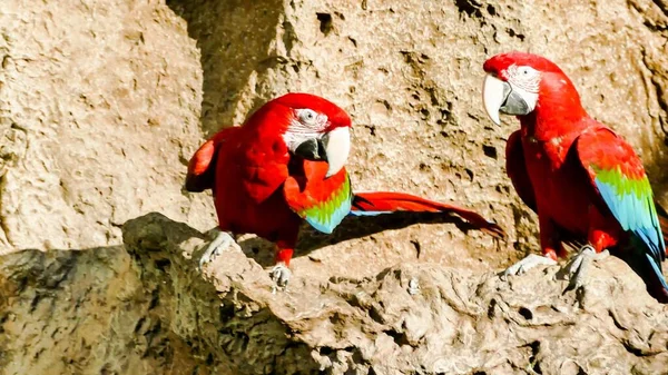 Schöne Papageien Der Natur Tierwelt — Stockfoto