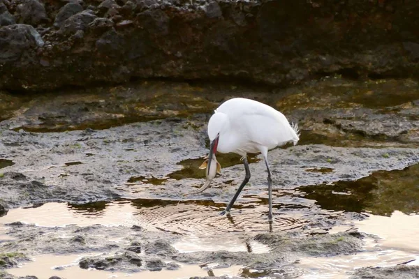 Piękny Biały Ptak Wyspach Kanaryjskich — Zdjęcie stockowe