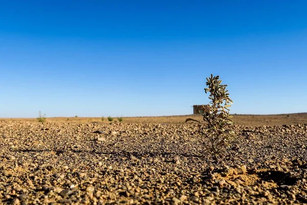 Bel Colpo Albero Nel Deserto — Foto Stock