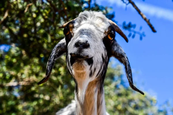 Closeup Shot Cute Goat — Stock Photo, Image