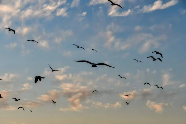 Group Seagulls Flight Sunset Blue Sky High Quality Photo — Stock Photo, Image