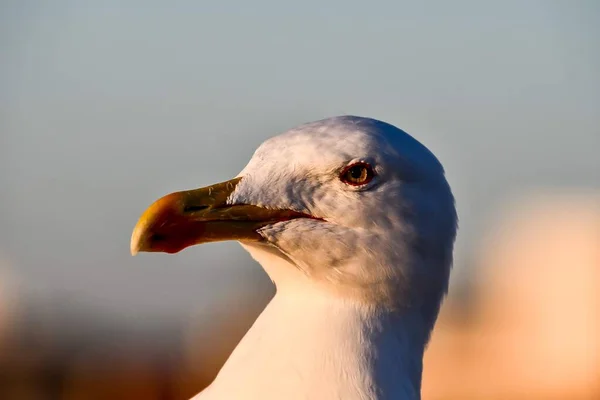 Mås Stranden Närbild — Stockfoto