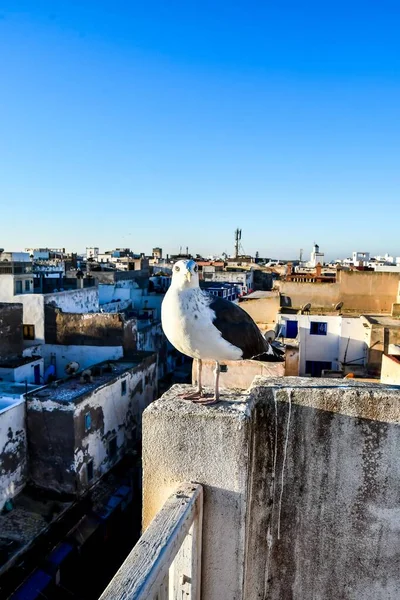 Seagull Roof City — Stock Photo, Image