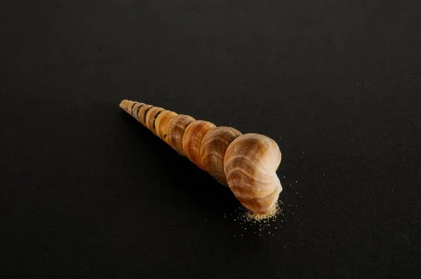 Фотография Seashell Тёмном Фоне — стоковое фото