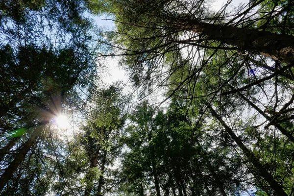 Arbres Verts Dans Forêt Sur Fond Nature — Photo