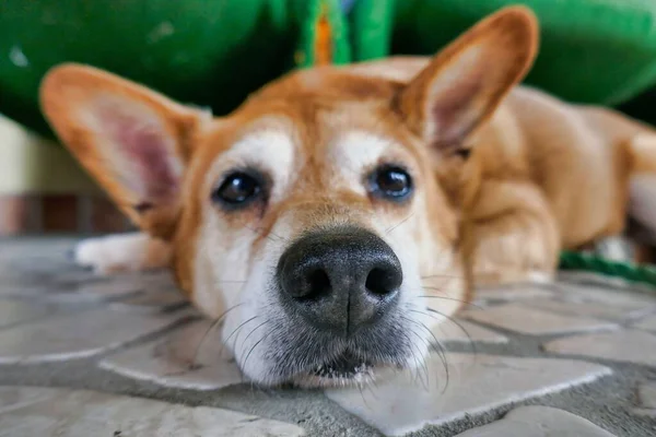 Милая Собака Лежащая Полу — стоковое фото
