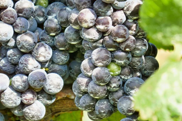 Dark Grapes Ripening Green Garden Closeup — Stock Fotó