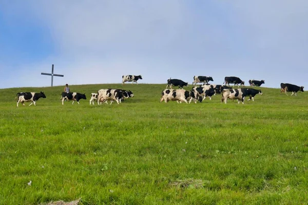 Manada Vacas Pastando Prado — Fotografia de Stock