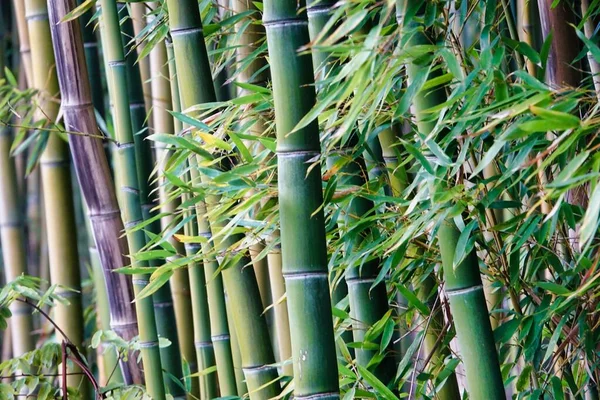 Tallos Bambú Bosque Vista Diurna — Foto de Stock