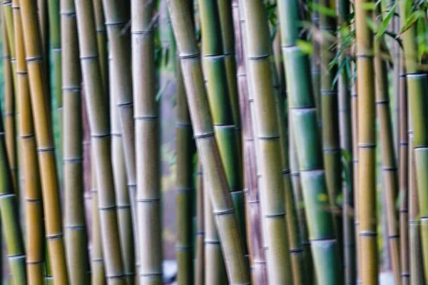 Bamboe Stengels Het Bos Overdag Bekeken — Stockfoto