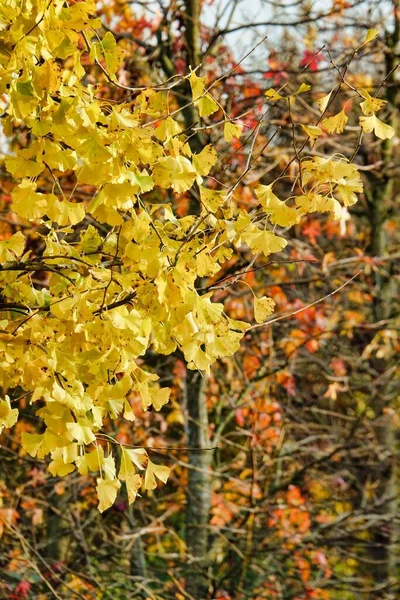 Autumnal Scene Forest Yellow Foliage — стоковое фото
