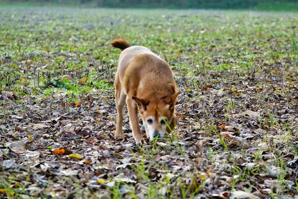 Cute Dog Sniffing Searching Something Grass — Stok fotoğraf