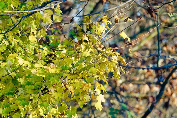 Forest Yellow Trees Foliage Nature Scene — Stock Photo, Image