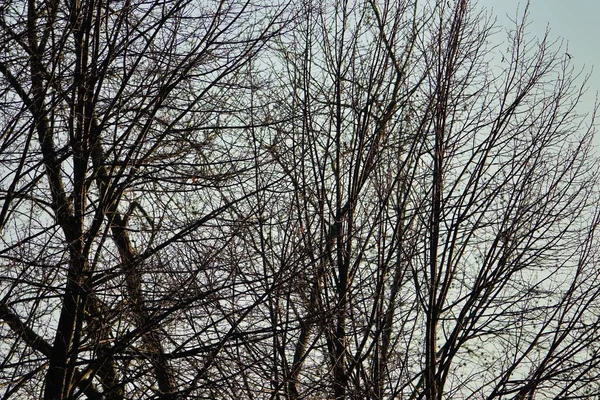 Větve Stromů Lese — Stock fotografie