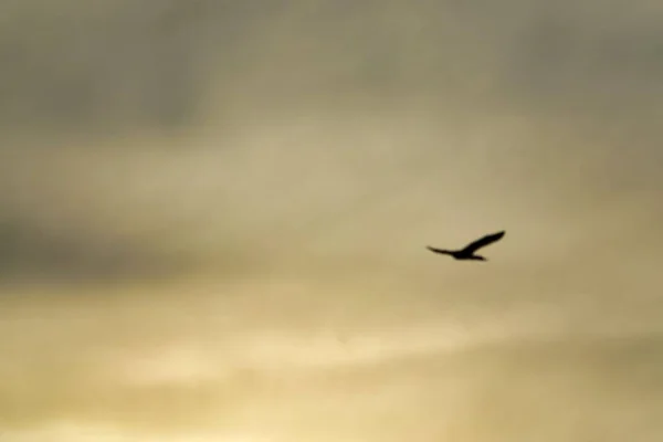Красивая Птица Летящая Небе — стоковое фото