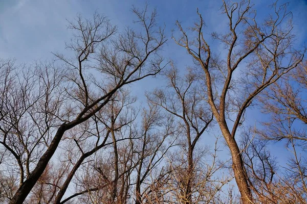 Гілки Дерев Лісі — стокове фото