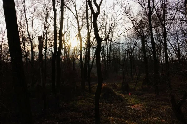 Ormanda Güzel Bir Gün Batımı — Stok fotoğraf