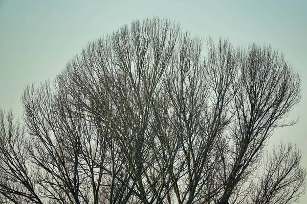 Winterbaum Natur Und Flora Konzept — Stockfoto