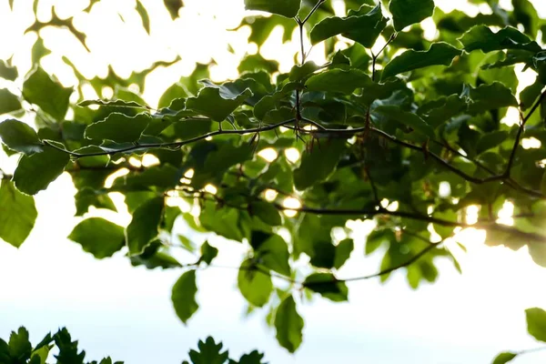 Green Leaves Tree — Stock Photo, Image