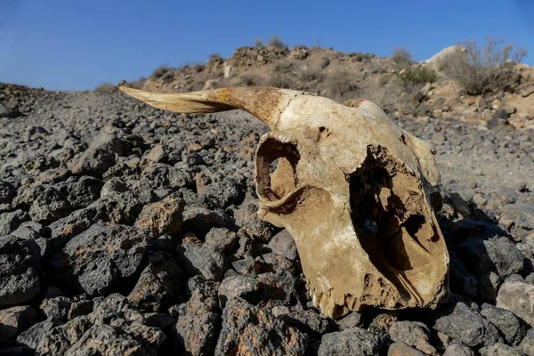 Dry Goat Skull Bone, Goat Skull background in the desert