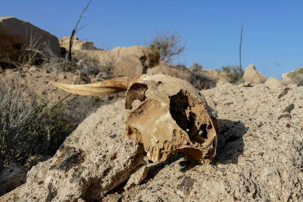 Dry Goat Skull Bone, Goat Skull background in the desert