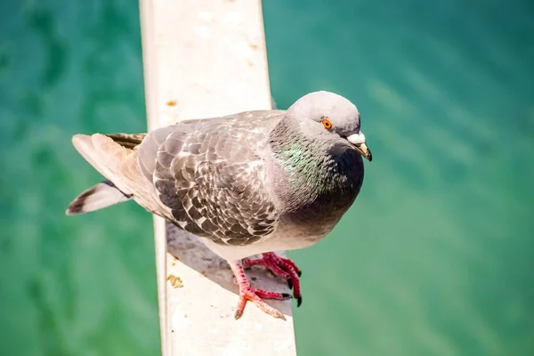 Closeup Shot Pigeon Sitting Fence — Stock Photo, Image
