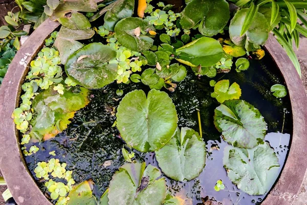Grüne Blätter Wassertopf Garten — Stockfoto