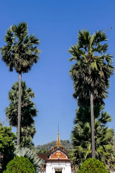 Boeddhistische Tempel Tussen Palmbomen Thailand — Stockfoto
