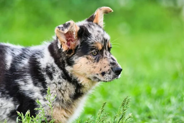 Hund Auf Gras Foto Als Hintergrund Digitales Bild — Stockfoto