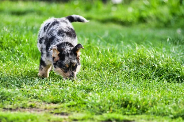 Perro Hierba Foto Como Fondo Imagen Digital — Foto de Stock