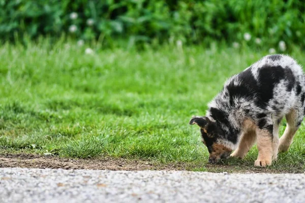 狗在草地上 照片作为背景 数字图像 — 图库照片