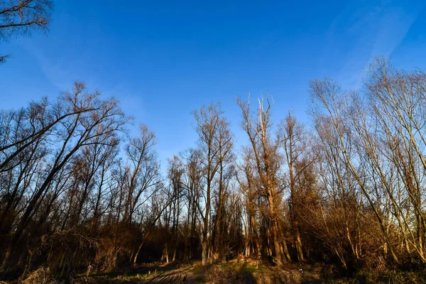 trees in forest, photo as a background, digital image