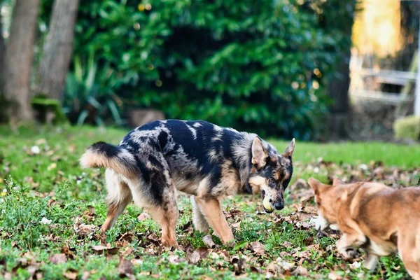 Hund Auf Gras Foto Als Hintergrund Digitales Bild — Stockfoto