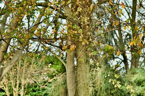 Дерево Восени Фото Фон Цифрове Зображення — стокове фото