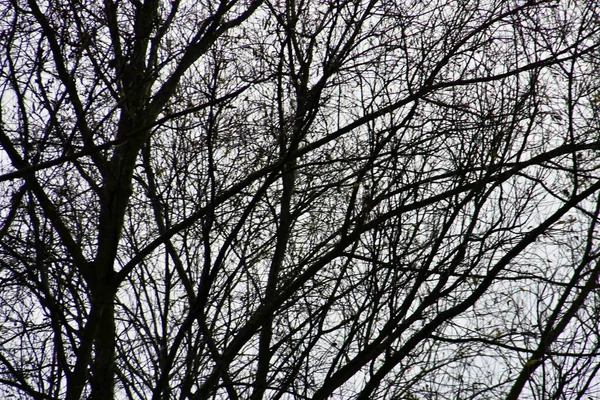 Baum Himmel Foto Als Hintergrund Digitales Bild — Stockfoto