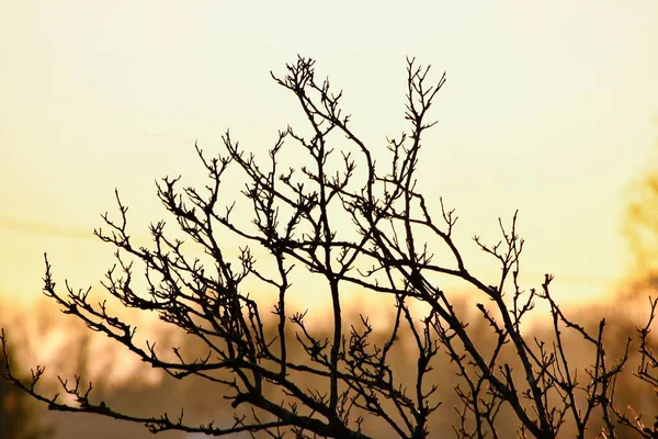 Silhueta Uma Árvore Foto Como Fundo Imagem Digital — Fotografia de Stock