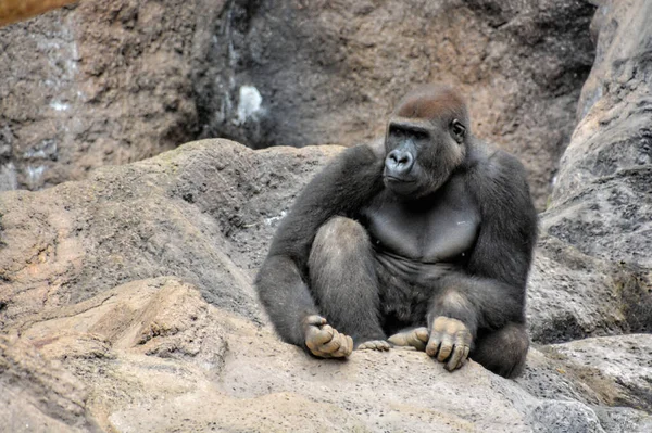 Bild Eines Starken Erwachsenen Schwarzen Gorillas — Stockfoto